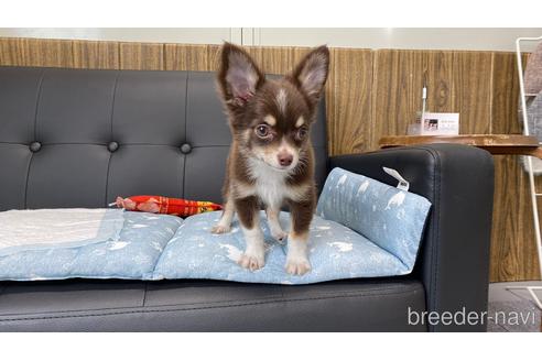 成約済の兵庫県のチワワ(ロングコート)-183481の13枚目